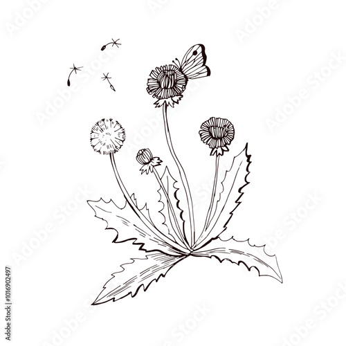 Graphic illustration  Dandelion
