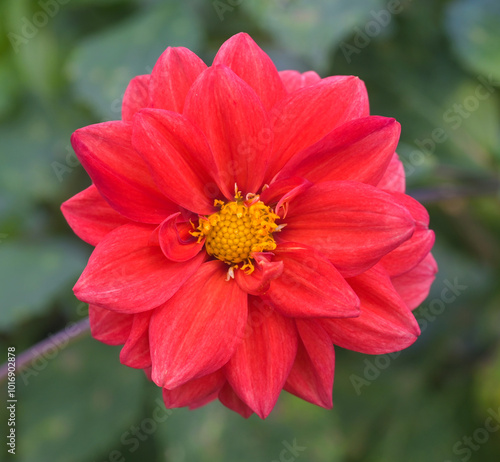 Beautiful close-up of a red dahlia flower photo