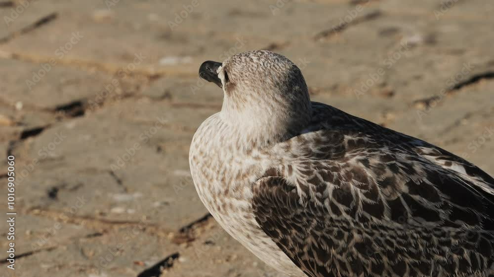 A Seagull Resting Comfortably on the Shore Alongside Other Birds in the Coastal Area A Seagull Resting Comfortably on the Shore Alongside Other Birds in the Coastal Area