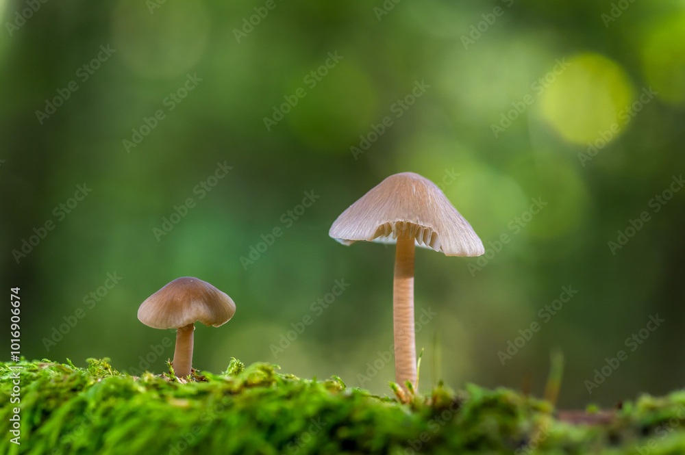 Two mushrooms, one small and one larger, stand on a bed of vibrant green moss with a soft, blurred forest background. The natural setting and gentle lighting emphasize the peacefulness of the woodland Two mushrooms, one small and one larger, stand on a bed of vibrant green moss with a soft, blurred forest background. The natural setting and gentle lighting emphasize the peacefulness of the woodland