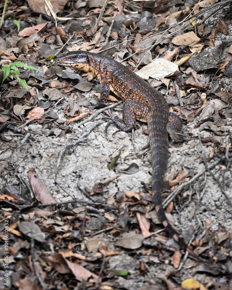 Fototapeta premium Caiman Lizard Resting Among Dry Leaves