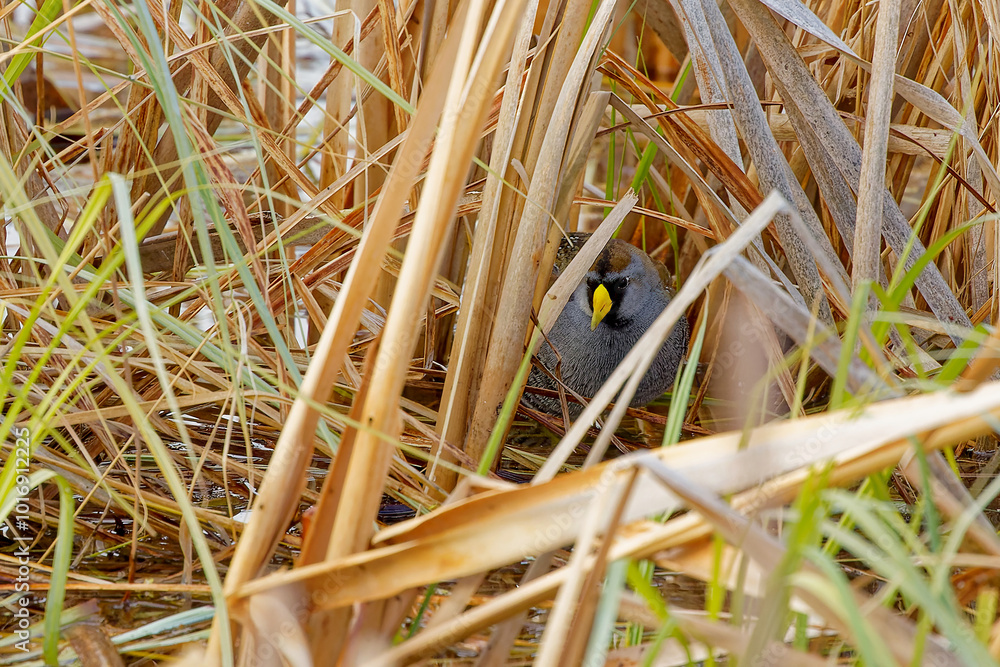 Obraz premium The sora (Porzana carolina) , small waterbird in marsh vegetation