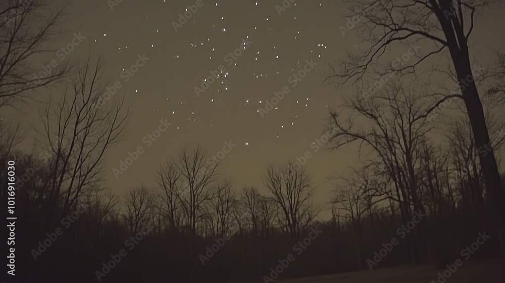 Fototapeta premium Tranquil Night Sky with Stars and Silhouetted Trees