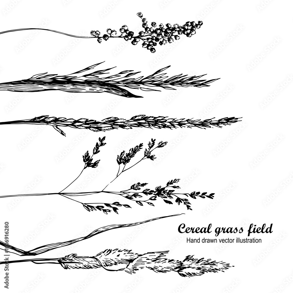 Fototapeta premium Cereal grass field hand-drawn illustration
