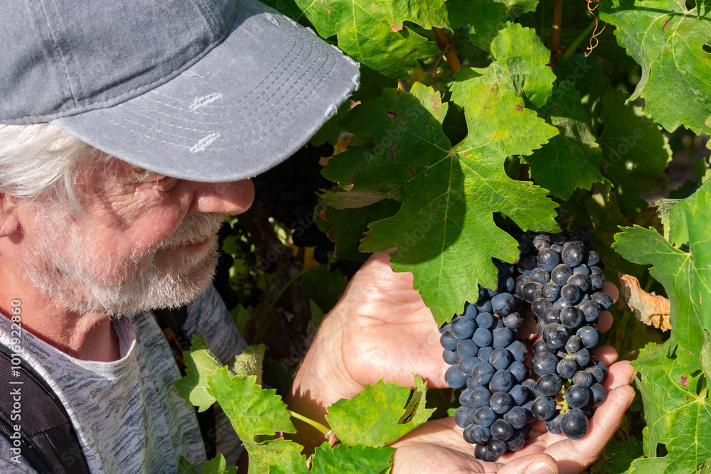 Obraz premium Caucasian farmer with beard checking grape growth in vineyard at sunset light. Man's hands holding bunches of grapes