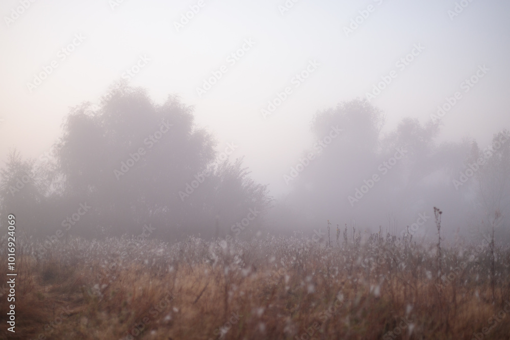 Nature. Morning landscape of a field with trees shrouded in fog Nature. Morning landscape of a field with trees shrouded in fog