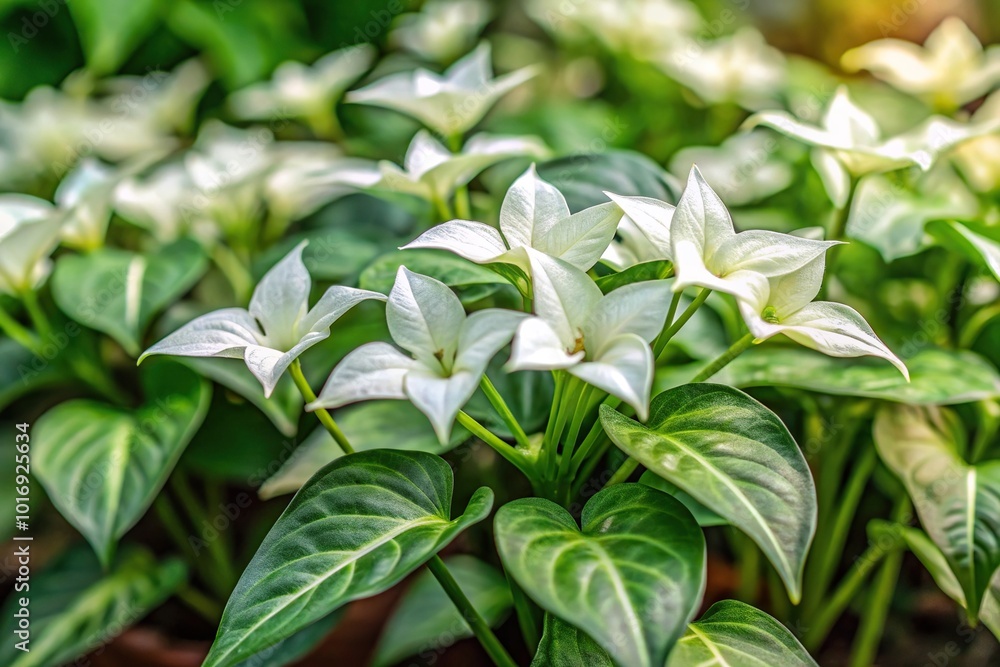 Medium shot selective focus of white butterfly syngonium flowers in bloom Medium shot selective focus of white butterfly syngonium flowers in bloom