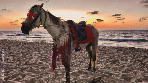 horse in the desert