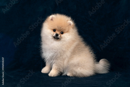 Canvastavla A fawn Pomeranian sits sideways against a black background