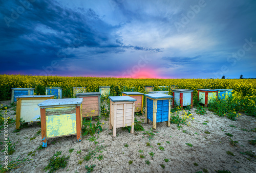 Beautiful sunset over rape fields with bee hives