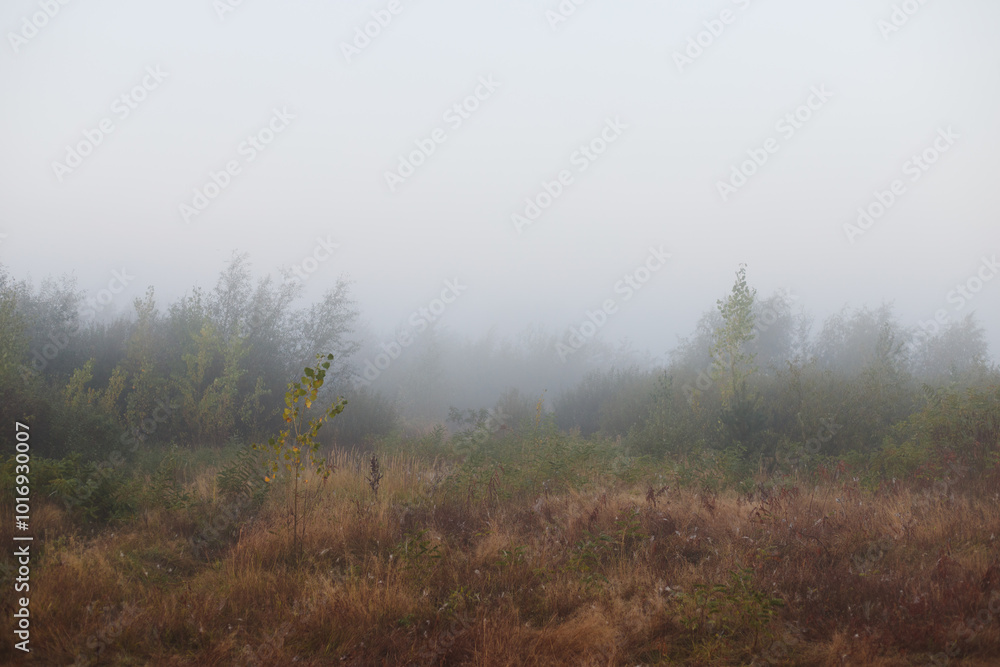 Nature. Misty landscape of low bushes at dawn. Dry, yellow grass and green plants Nature. Misty landscape of low bushes at dawn. Dry, yellow grass and green plants
