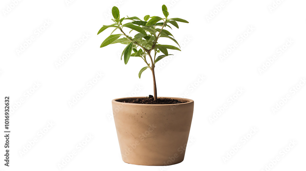 Fototapeta premium Green plant in a terracotta pot on white background
