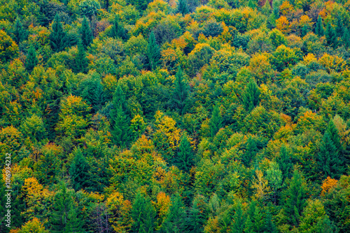 Close-up of a mixed green and yellow forest, autumn