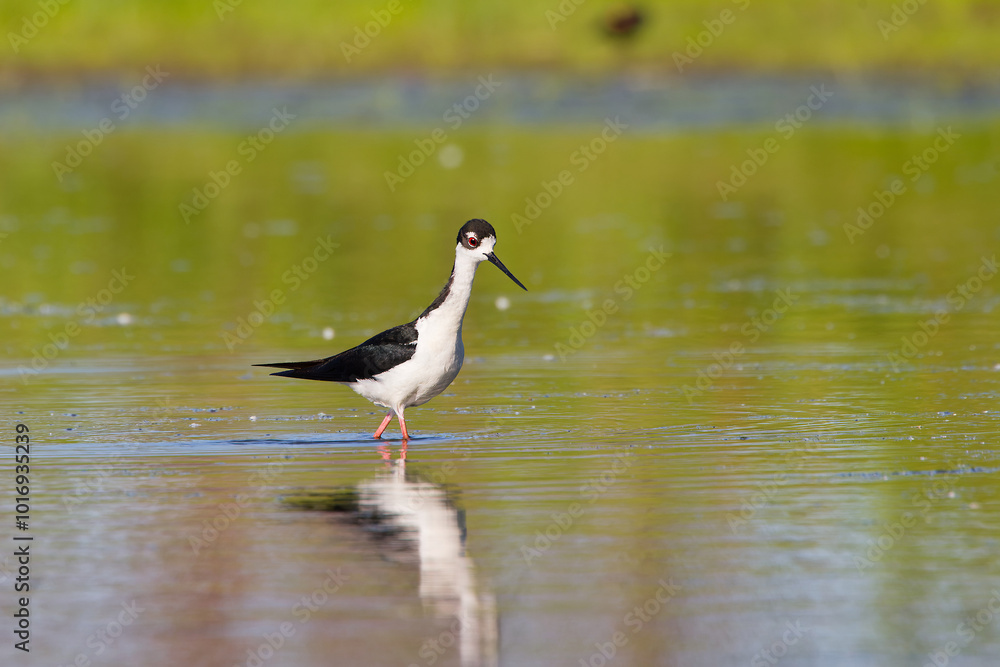 The Black-necked Stilt
(Himantopus mexicanus) The Black-necked Stilt
(Himantopus mexicanus)