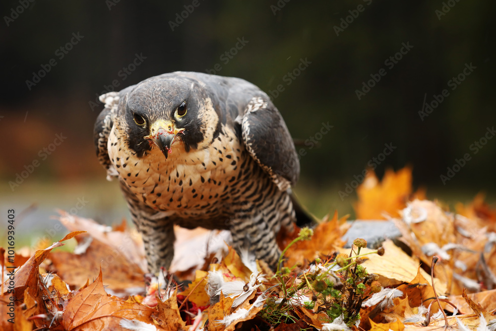 Peregrine falcon (Falco peregrinus) with caught kill bird. Beautiful bird of prey feeding on killed big bird in autumn leaves. Bird carcass on forest meadow.