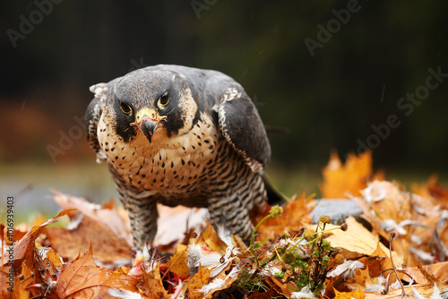 Obraz na płótnie Peregrine falcon (Falco peregrinus) with caught kill bird. Beautiful bird of prey feeding on killed big bird in autumn leaves. Bird carcass on forest meadow. w salonie