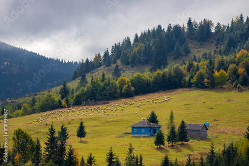 Landscape with a flock of sheep near an old peasant house isolated on the mountain