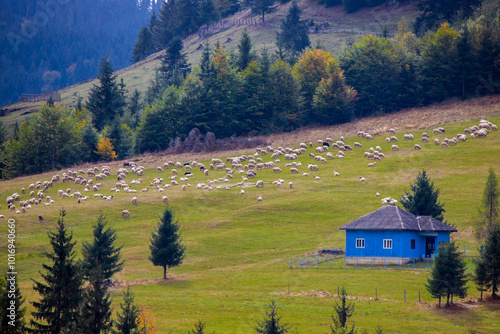 An old house and a flock of sheep on a mountain slope