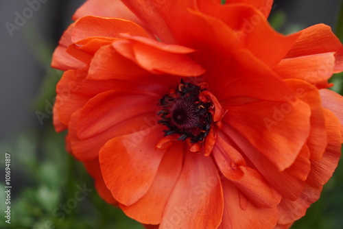 Red Poppy