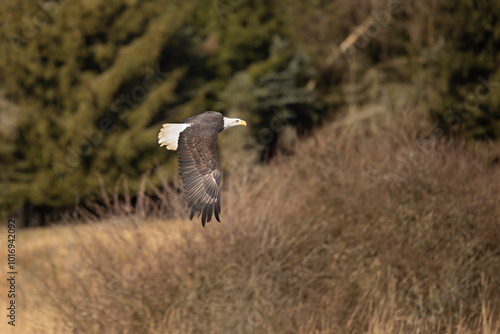 Obraz na płótnie Bald Eagle, Haliaeetus leucocephalus, flying bird of prey against autumn background, yellow grass and forest. Homer, Alaska w salonie