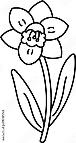 daffodil flower
