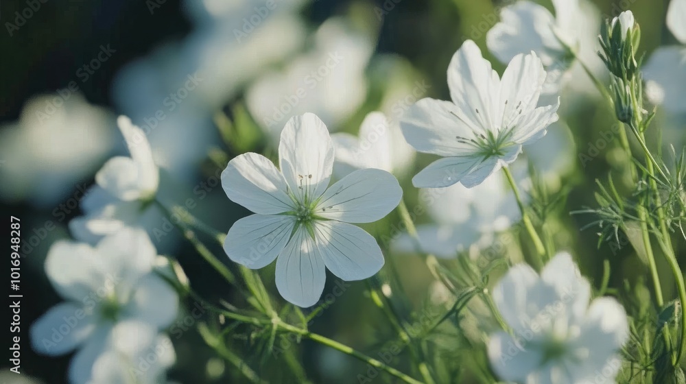 Fototapeta premium Delicate White Flowers in Soft Natural Light