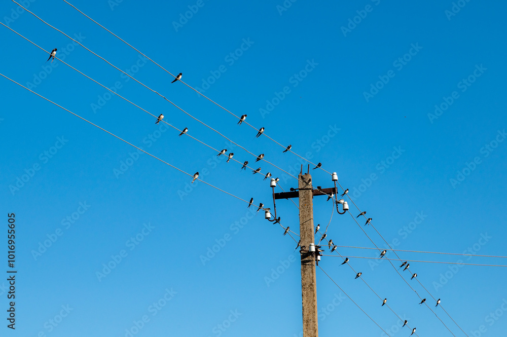 Birds on electricity lines in the sky