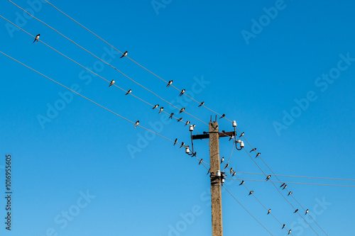 Obraz na płótnie Birds on electricity lines in the sky w salonie