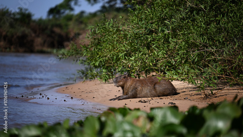 Capybara Resting by the Water