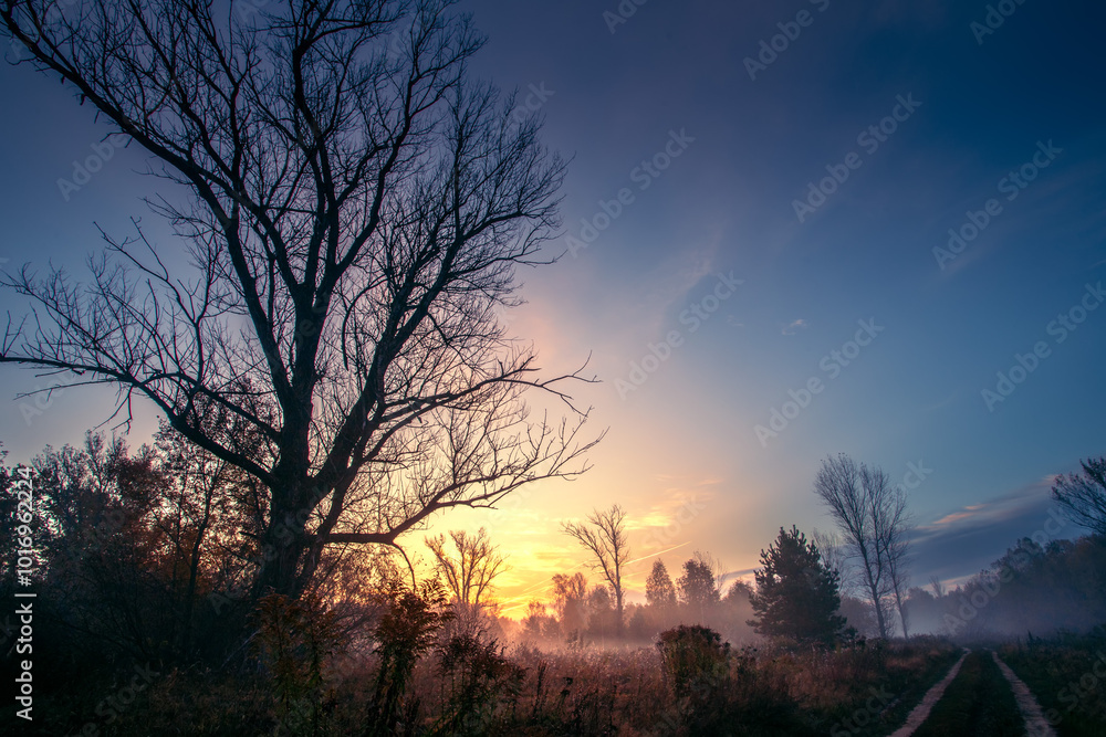 Naklejka premium Beautiful foggy autumn scenery. Early foggy autumn morning.