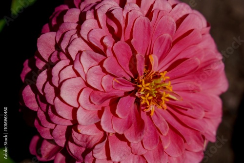 Pink Zinnia Dahlia