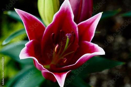 Pink Lily Bloom