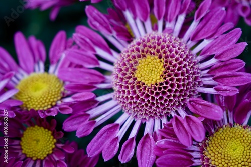 Purple Chrysanthemum