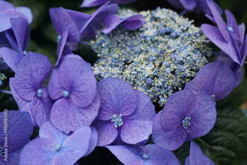 Purple Hydrangea Bouquet