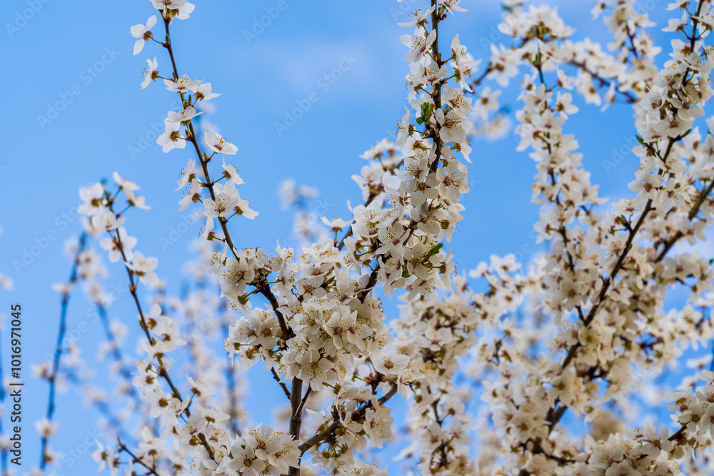 Flowers and flowering trees in early spring. Spring background with copy space Flowers and flowering trees in early spring. Spring background with copy space