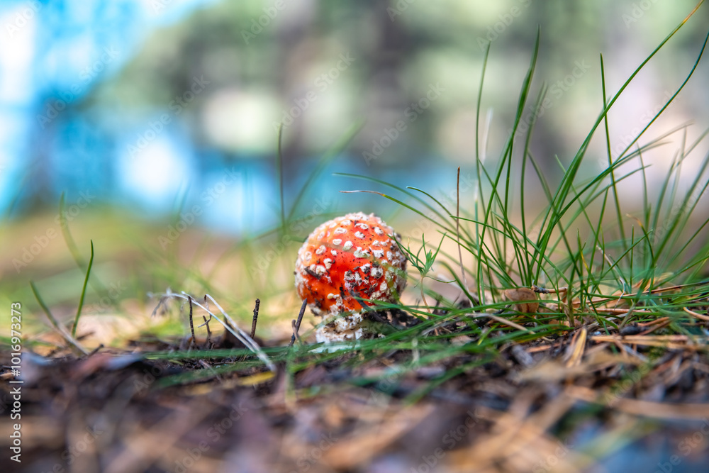 Beautiful Small Bright Fly Agaric Grows In Mushroom, Poisonous Mushroom Beautiful Small Bright Fly Agaric Grows In Mushroom, Poisonous Mushroom