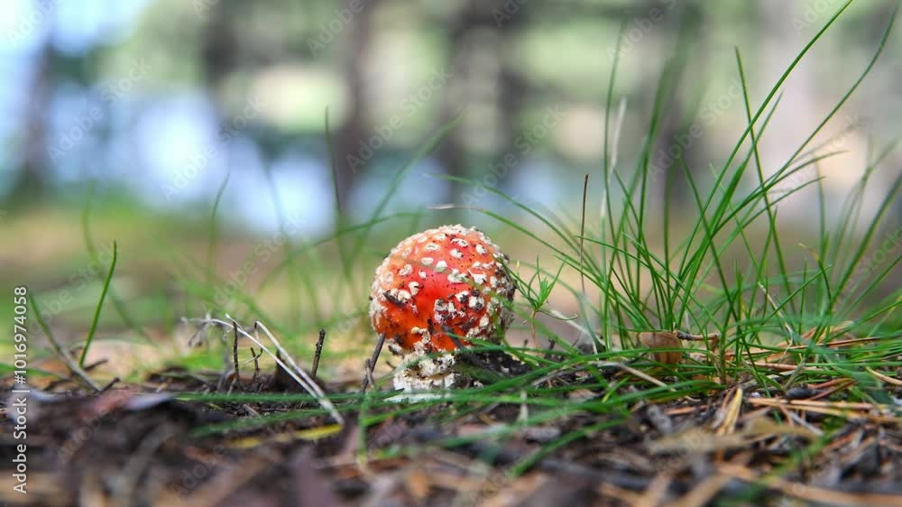 Beautiful Small Bright Fly Agaric Grows In Mushroom, Poisonous Mushroom Beautiful Small Bright Fly Agaric Grows In Mushroom, Poisonous Mushroom