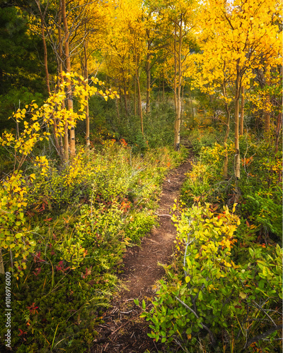 Trail through autumnal birch trees