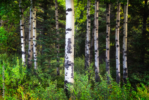 Group of birch trees in the forest
