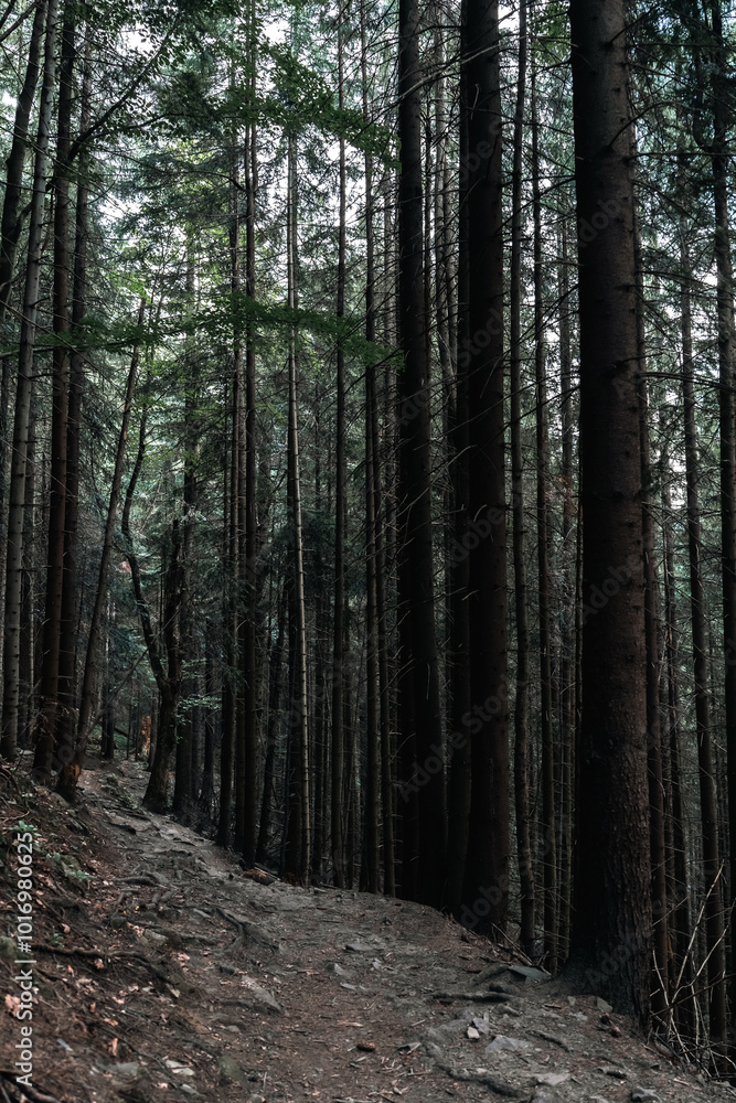 Fototapeta premium This shot captures the grandeur of a thick forest filled with towering pine trees.