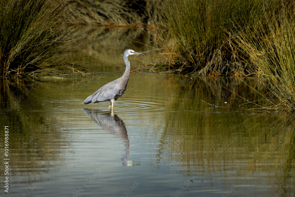 White Faces Heron White Faces Heron