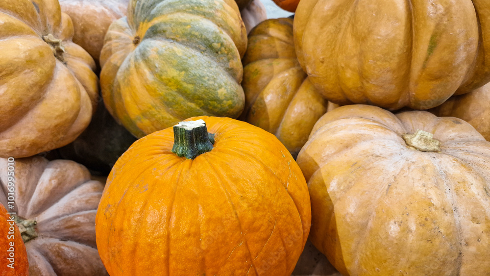 Many big orange and green pumpkins, closeup vegetable background shot for Halloween holiday Many big orange and green pumpkins, closeup vegetable background shot for Halloween holiday