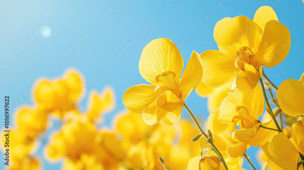 Fototapeta premium Vibrant Yellow Orchids Against Bright Blue Sky