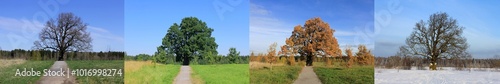 the seasons. oak in the field in spring, summer, autumn, winter. a collage of 4 seasons. changes in nature