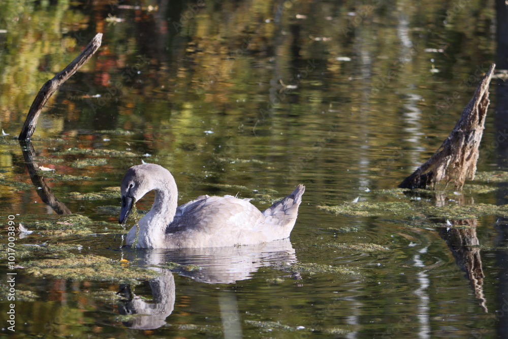 Sweden. The mute swan (Cygnus olor) is a species of swan and a member of the waterfowl family Anatidae. It is native to much of Eurasia, and (as a rare winter visitor) the far north of Africa. Sweden. The mute swan (Cygnus olor) is a species of swan and a member of the waterfowl family Anatidae. It is native to much of Eurasia, and (as a rare winter visitor) the far north of Africa.
