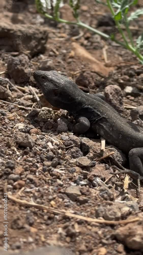 Lizard on Rocky Ground in Tenerife Lizard on Rocky Ground in Tenerife