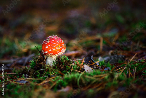 fly agaric mushroom photo