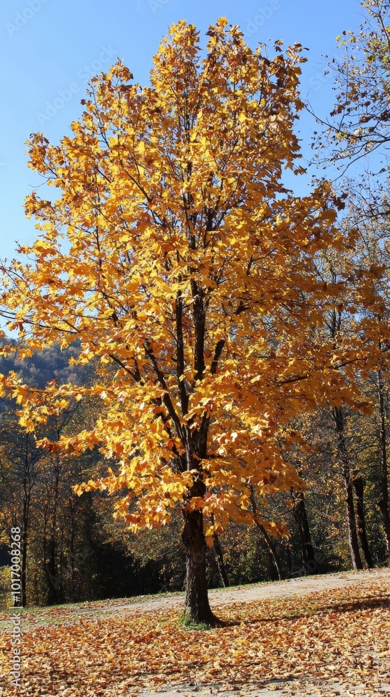 Vibrant autumn leaves create a stunning landscape in the tranquil forest park on a sunny day Vibrant autumn leaves create a stunning landscape in the tranquil forest park on a sunny day