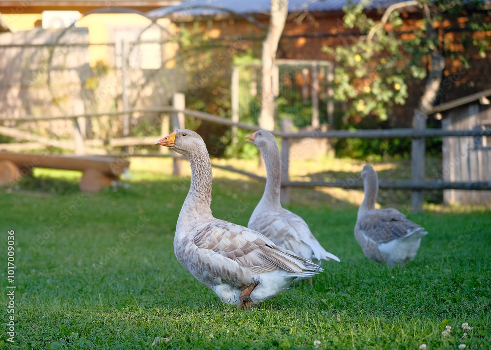 Three grey geese walk on the grass on a farm. Three grey geese walk on the grass on a farm.