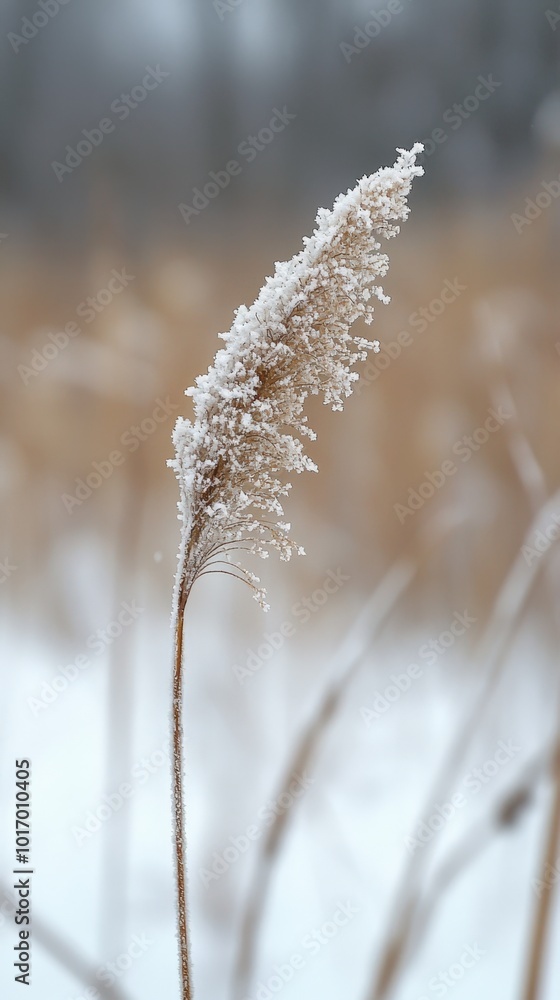Fototapeta premium Frost-tipped grasses swaying gently in a serene winter landscape at dawn